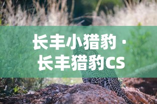 【重大消息】“如何在微乐斗地主打牌赢”(果然有透视挂)